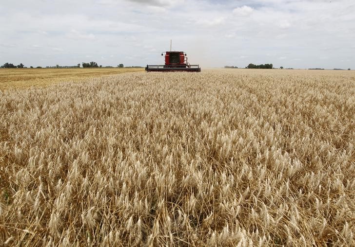 © Reuters. FILE PHOTO: Combine harvester is used to harvest wheat in a field in the village of General Belgrano