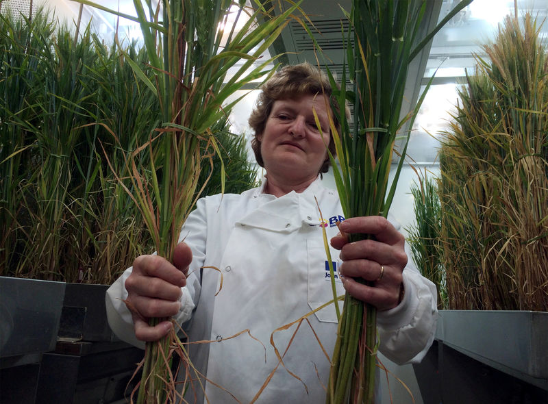 © Reuters. FILE PHOTO: Professor Wendy Harwood poses for a photograph with barley plants that have undergone gene editing at the John Innes Centre in Norwich