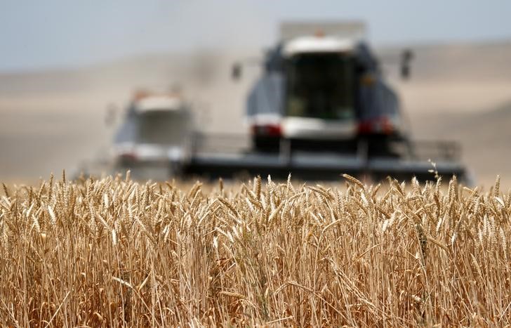 © Reuters. Комбайны убирают урожай пшеницы вблизи села Круголесское Ставропольского края