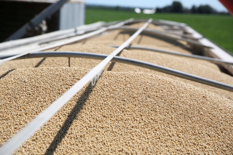 © Reuters. FILE PHOTO: Soybeans fill a trailer at a farm in Buda Illinois