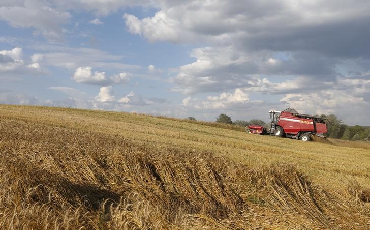 © Reuters. Комбайн убирает урожай близ деревни Мензыгура в Белоруссии