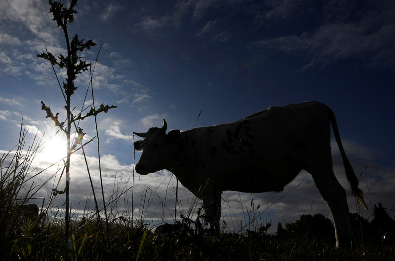 © Reuters. FILE PHOTO: Cattle graze in the Cotswolds, near Stroud