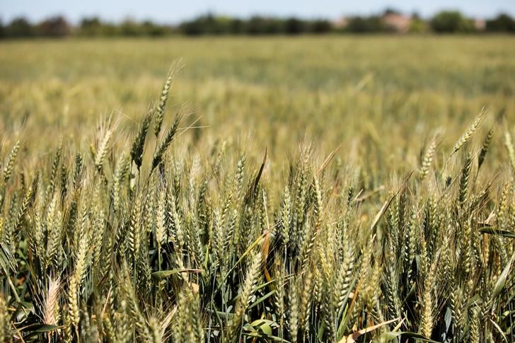 © Reuters. FILE PHOTO: An early crop of wheat is seen in the spring in the Central Valley in Davis