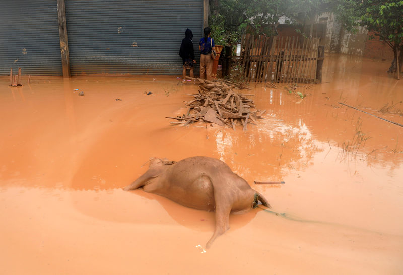 © Reuters. A dead buffalo is seen on a street during the flood after the Xepian-Xe Nam Noy hydropower dam collapsed in Attapeu province