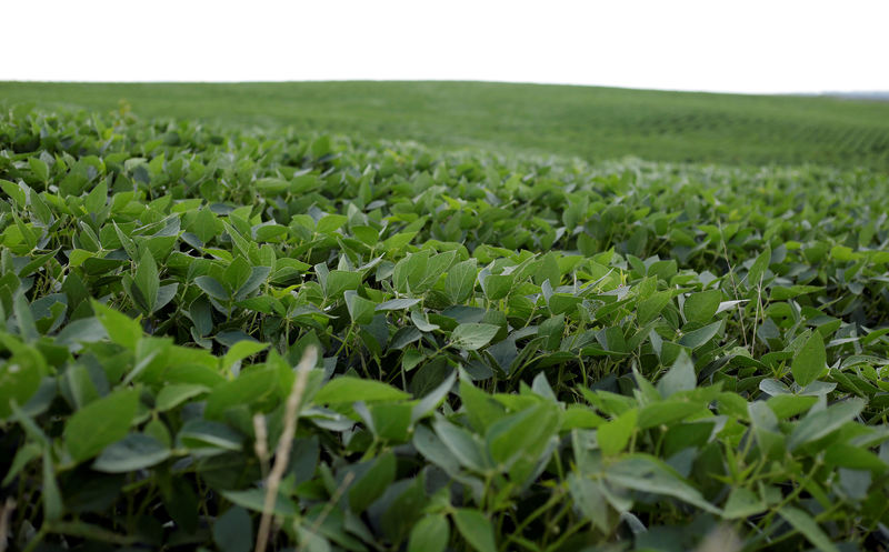 © Reuters. Soybeans grow in a field on BJ Reeg's farm in Bellevue, Iowa