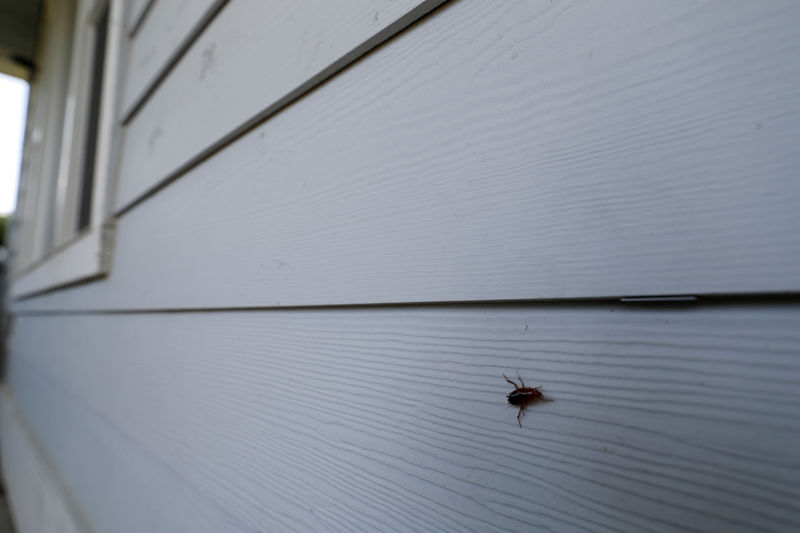 © Reuters. Cockroach walks across the front wall of a rental property owned by Invitation Homes in Esparto