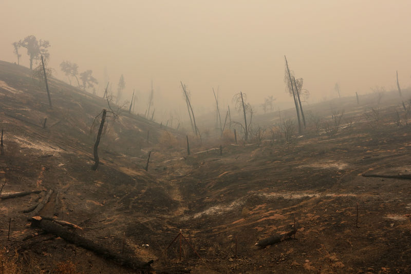 © Reuters. هدوء الرياح يجدد الأمل في مكافحة حرائق كاليفورنيا