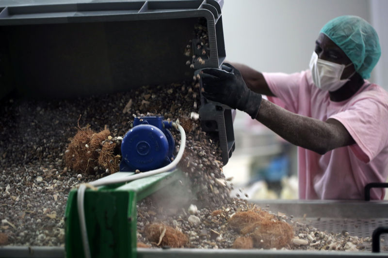 © Reuters. An employee empties a trough of baobab seeds on a table inside the factory of the Baobab Fruit Company Senegal in Thies