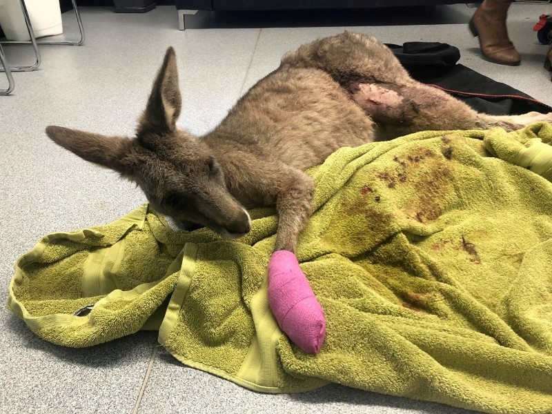 © Reuters. كنغر يهرب من مركز للحيوانات بعد إخراجه من منزل اقتحمه في أستراليا