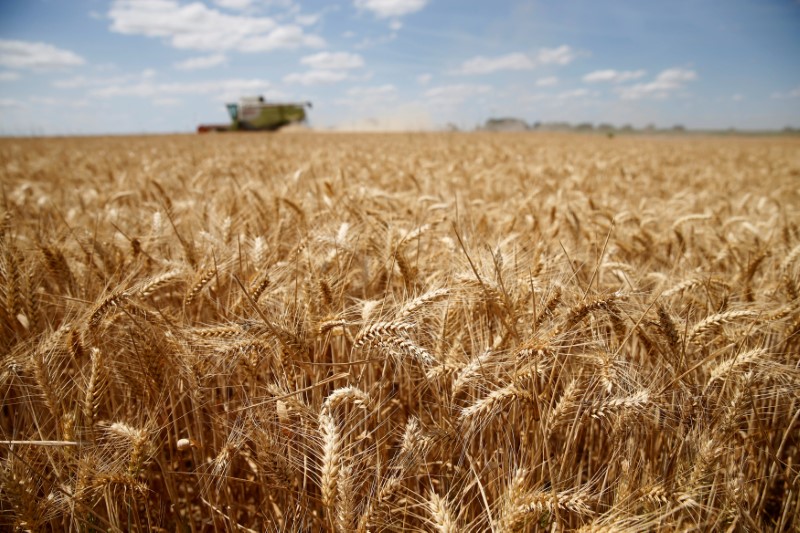 © Reuters. FILE PHOTO: A French farmer harvests wheat in Sancourt