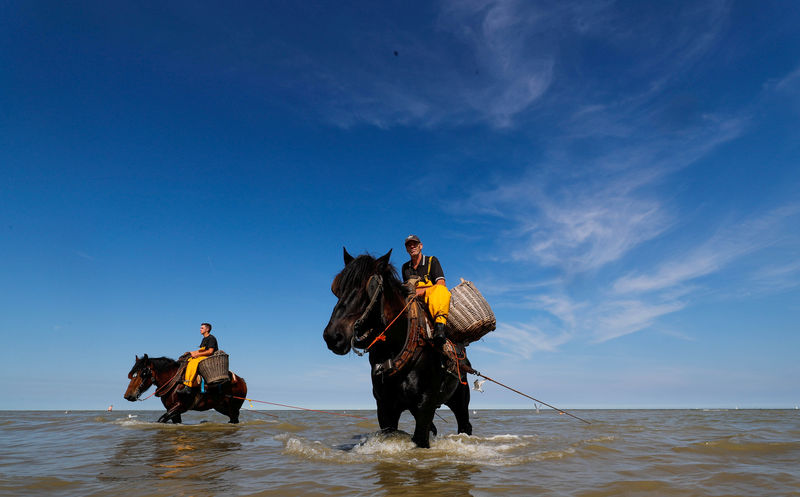 © Reuters. فرسان صيد الروبيان في بلجيكا يواجهون خطر اندثار مهنتهم