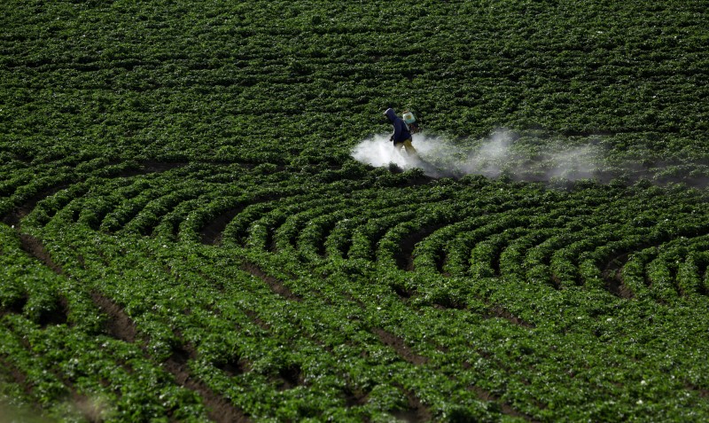 © Reuters. Fazendeiro aplica fertilizante em plantação de batata em Cartago, Costa Rica