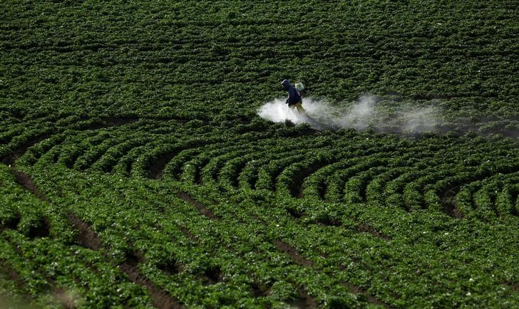 © Reuters. Agricultor pulveriza agroquímicos em plantação