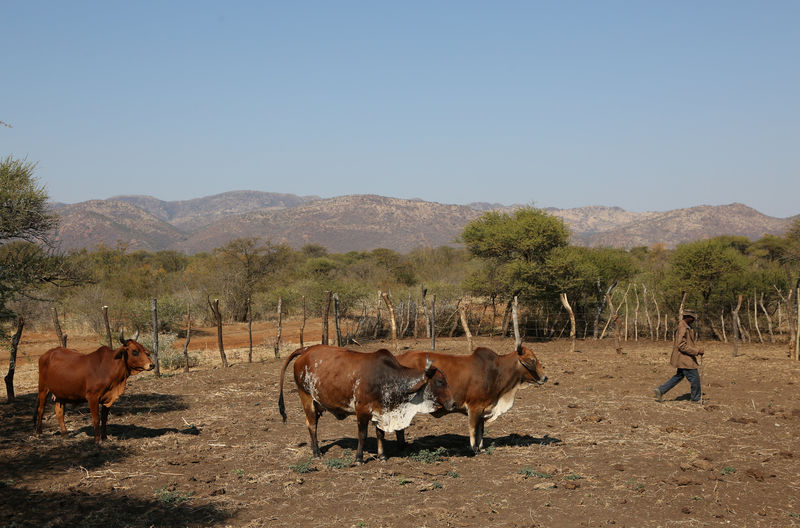 © Reuters. A Villager tends to his cattle in Moruleng, a small mining community, in Rustenburg, Northwest province