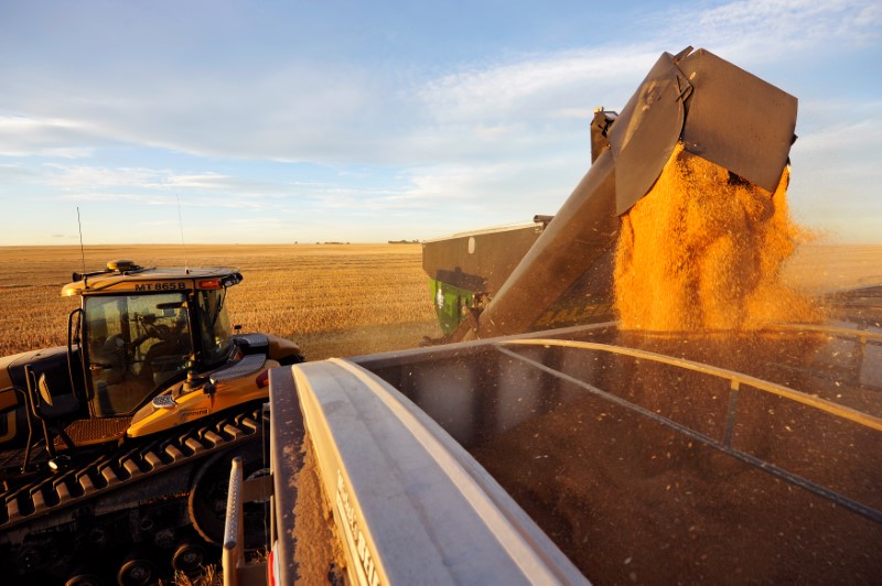 © Reuters. FILE PHOTO: Wheat is dumped into a grain truck for transport on the Stephen and Brian Vandervalk farm near Fort MacLeod