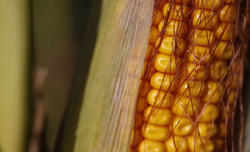 © Reuters. Espiga de milho em plantação