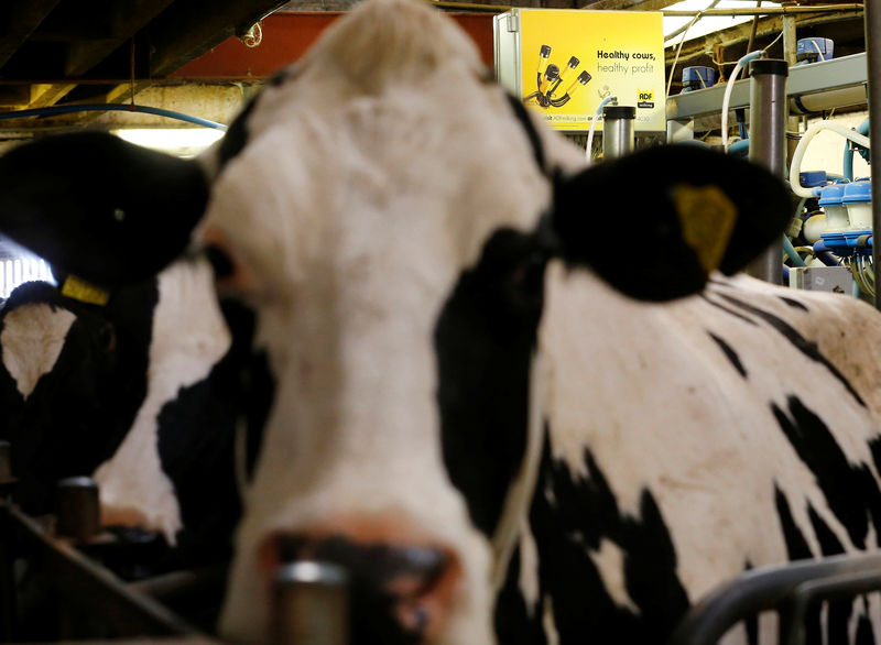 © Reuters. FILE PHOTO: A sign hangs over cows during milking at Beacon Farm near Birmingham