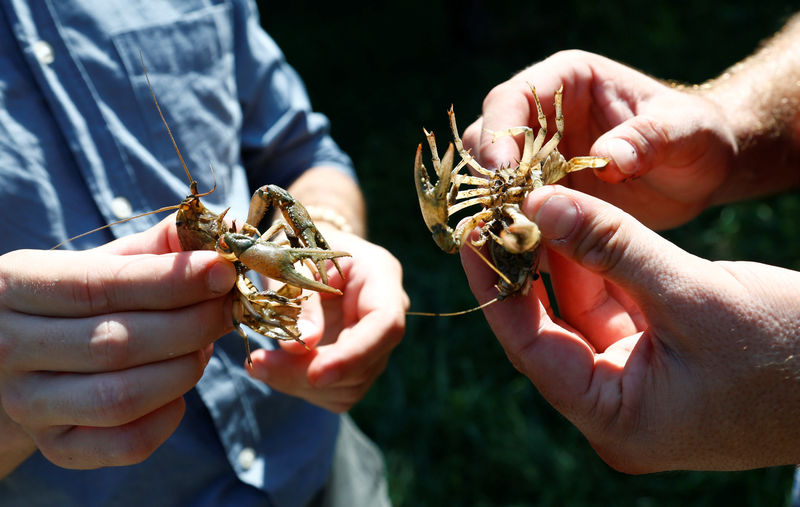 © Reuters. Andreas Stephan and Alexander Herrmann of the Karlsruhe University of Education hold calico crayfish (Orconectes immunis) in Rheinstetten