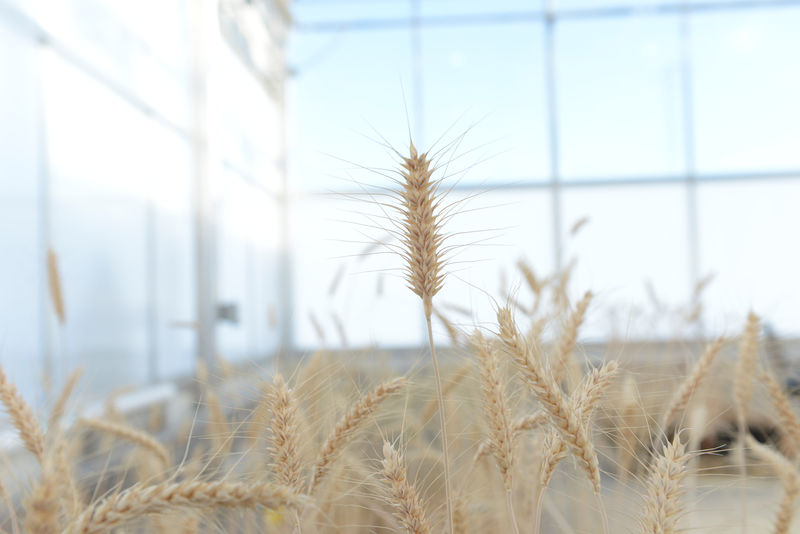 © Reuters. Mature high-fiber wheat plants are grown in a Calyxt greenhouse in New Brighton