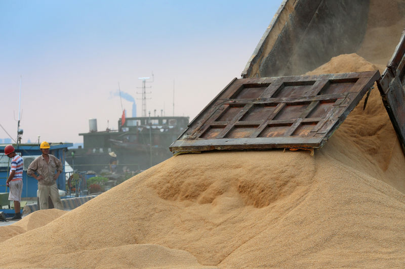 © Reuters. Worker looks on as imported soybeans are transported at a port in Nantong