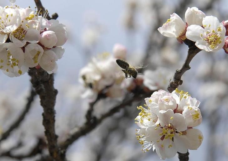 © Reuters. A bee pollinates the blossom of an apricot tree in Skopje