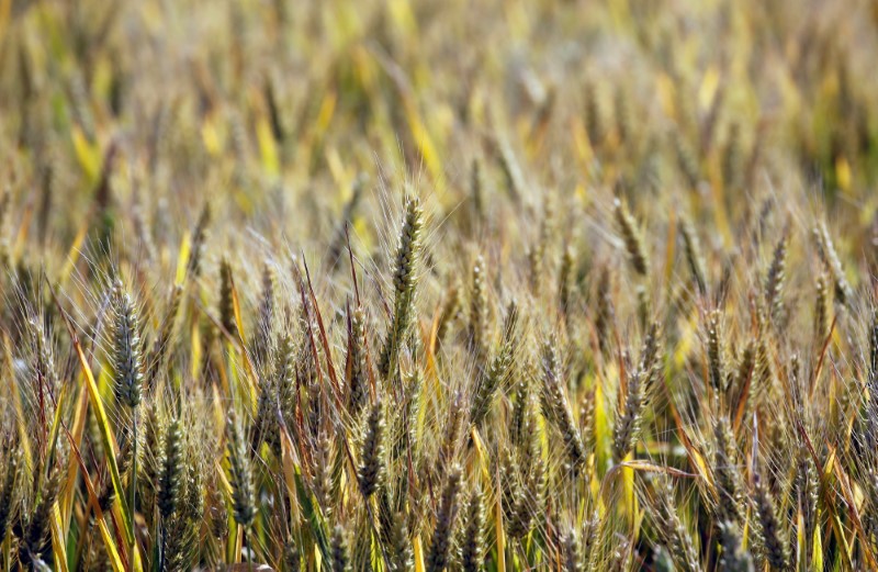 © Reuters. Plantação de trigo