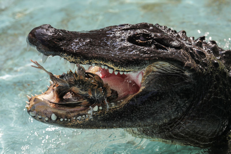 © Reuters. مويا أكبر تمساح في الأسر يتمتع بصحة جيدة رغم تخطيه الثمانين
