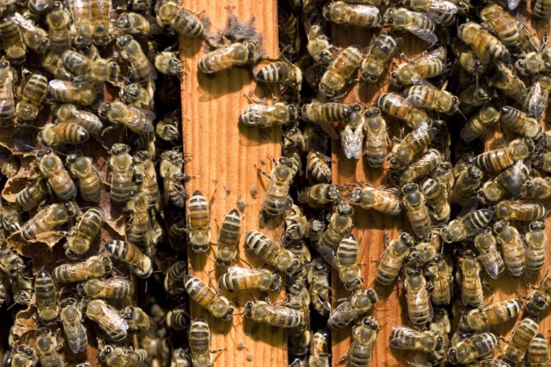 © Reuters. كندا تمنع استخدام مبيدات حشرية في الزراعة لخطورتها على النحل