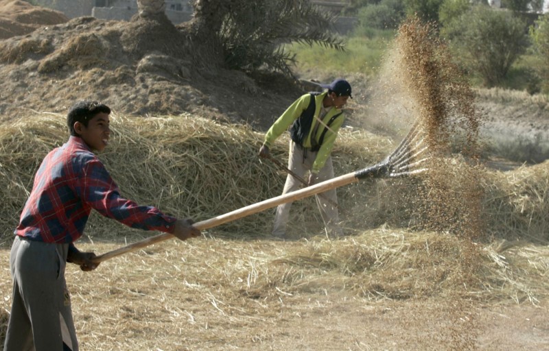 © Reuters. تجار: العراق يشتري 60 ألف طن من الأرز من أمريكا وأوروجواي