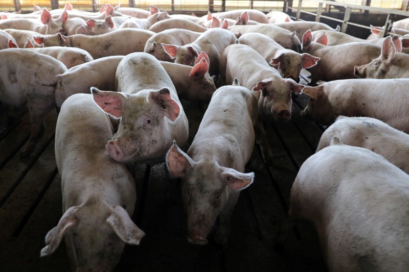 © Reuters. Criação de porcos