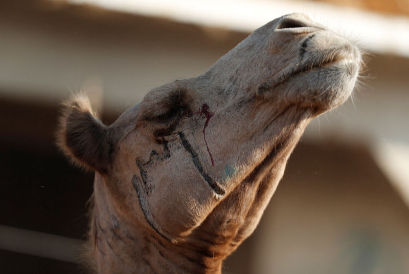 © Reuters. A camel's eye bleeds after force is used by traders who put it for sale at the Birqash Camel Market, ahead of Eid al-Adha or Festival of Sacrifice, on the outskirts of Cairo