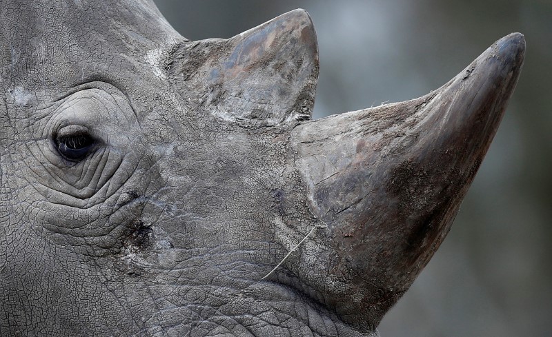 © Reuters. Rinoceronte é visto em zoológico em Paris, na França