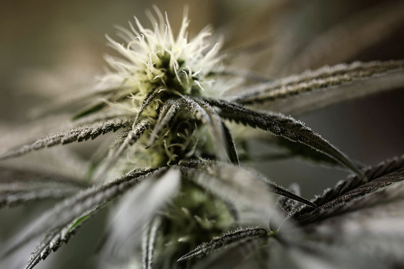 © Reuters. ¿Marihuana con patente? Una querella pone a prueba el mercado del cannabis