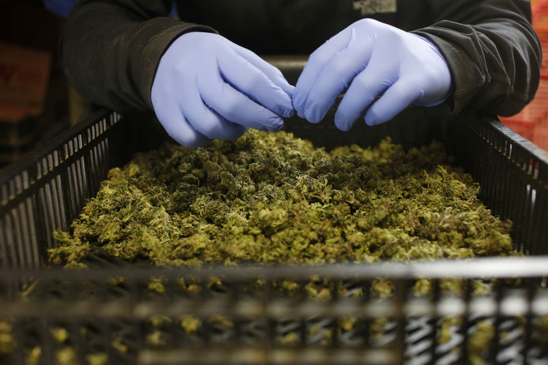 © Reuters. FILE PHOTO: An employee sorts freshly harvested cannabis buds at a medical marijuana plantation in northern Israel
