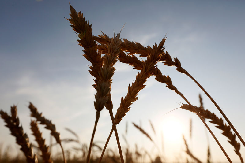 © Reuters. Колосья пшеницы вблизи поселка Толстый мыс Красноярского края