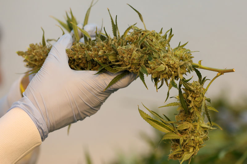 © Reuters. Las evidencias sobre el beneficio medicinal del cannabis son escasas, según la UE