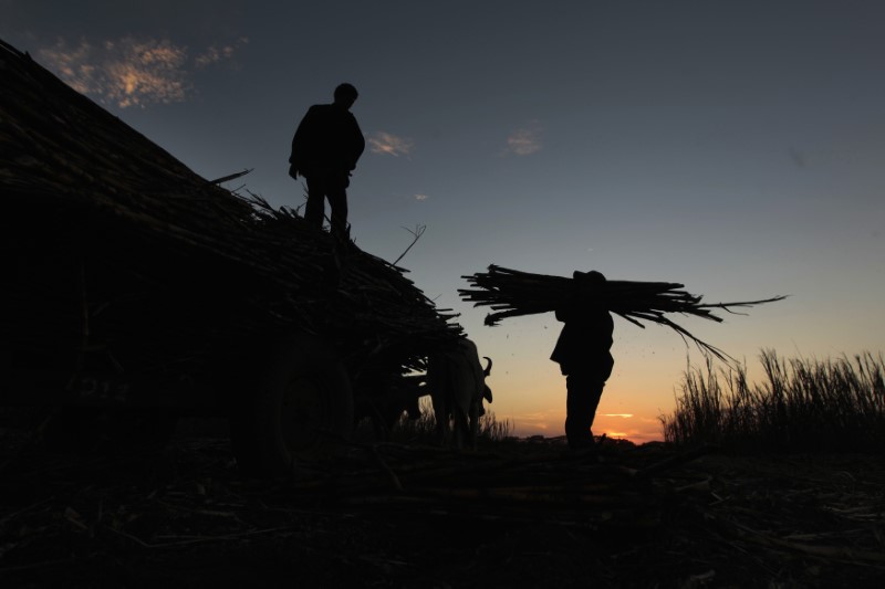© Reuters. Homem carrega cana-de-açúcar