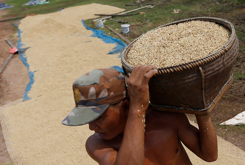 © Reuters. A man dries unhusked rice on a road in front of his home in Kampong Thom province