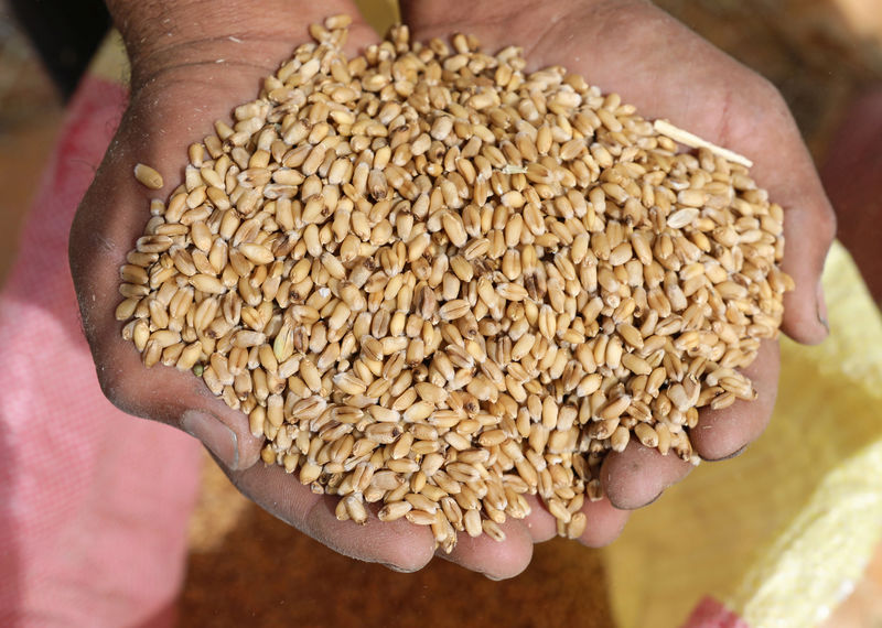 © Reuters. Фермер показывает зерна пшеницы в мухафазе Бухейра