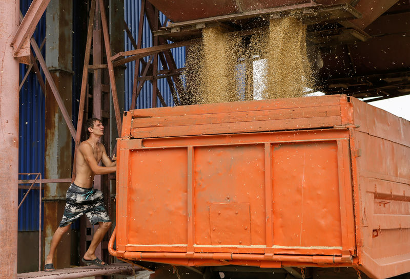 © Reuters. Водитель следит за погрузкой пшеницы в грузовик вблизи села Круголесское Ставропольского края