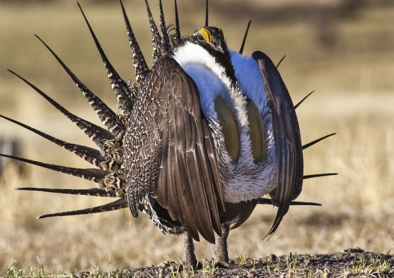 © Reuters. U.S. Bureau of Land Management photo of sage grouse