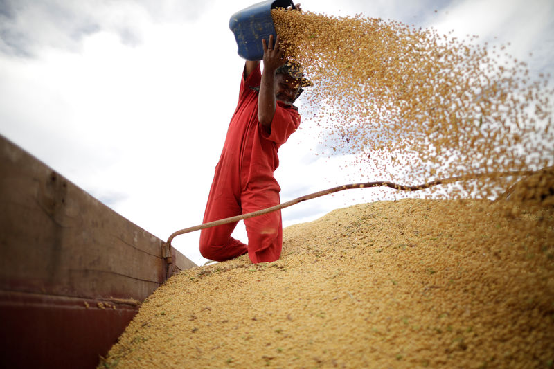 © Reuters. Trabalhador inspeciona grãos de soja em Campos Lindos, no Brasil