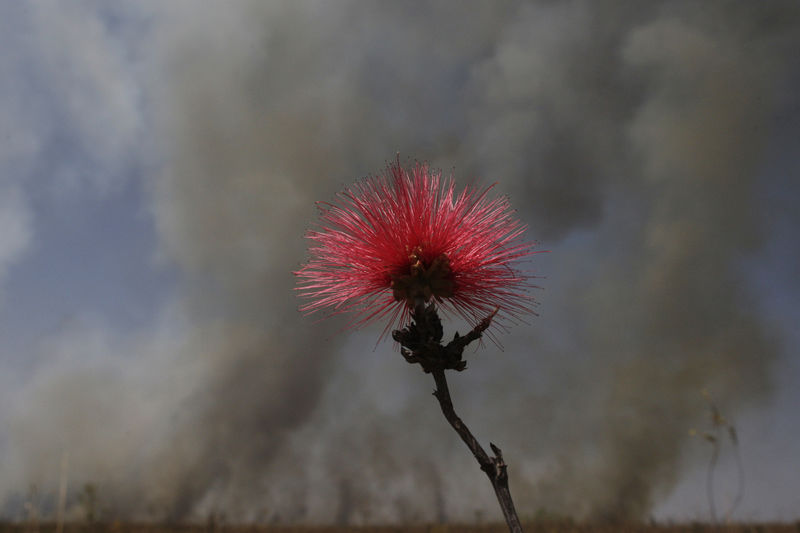 © Reuters. Flor caliandra, que tipicamente cresce no Cerrado brasileiro, é vista rodeada por fumaça após incêndio florestal perto de Brasília