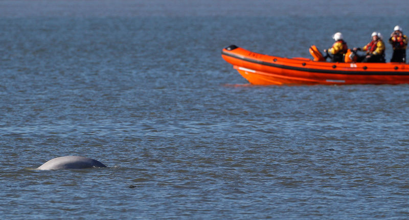 © Reuters. La ballena beluga "Benny" pasará la Navidad en el Támesis lejos de su hogar