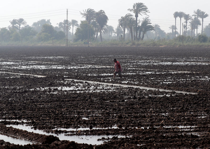 © Reuters. هيئة السلع المصرية تشتري 47.5 ألف طن من الأرز الأبيض المضروب في مناقصة