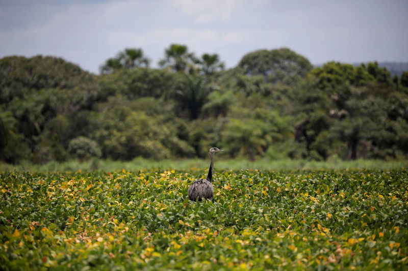© Reuters. Plantação de soja em Barra do Ouro
