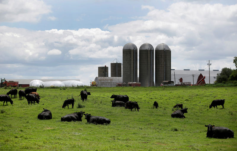 © Reuters. FILE PHOTO: Cattle rest in a field outside a farm in Peosta, Iowa