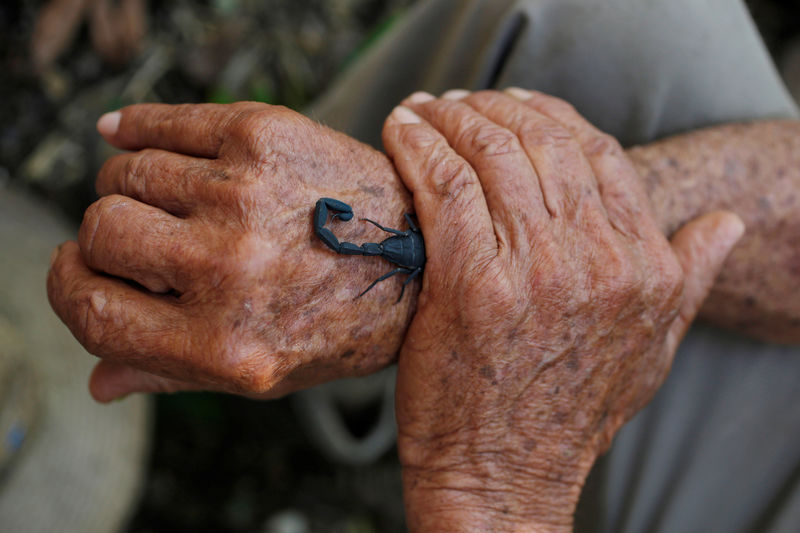 © Reuters. في كوبا لدغة عقرب علاج للألم
