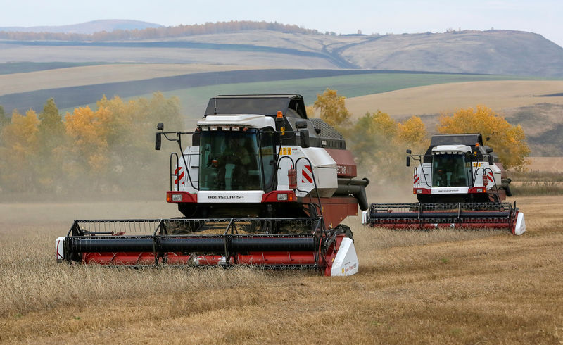 © Reuters. Комбайны убирают урожай пшеницы в поле в Красноярском крае