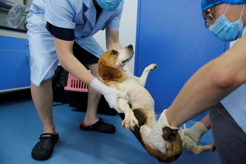 © Reuters. أول خدمة استنساخ تجارية في الصين تستنسخ كلبا مشهورا